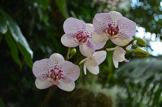Beautiful white and purple orchids.