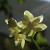 Sunshine on light colored yellow orchids. Sunshine on light colored yellow orchids.