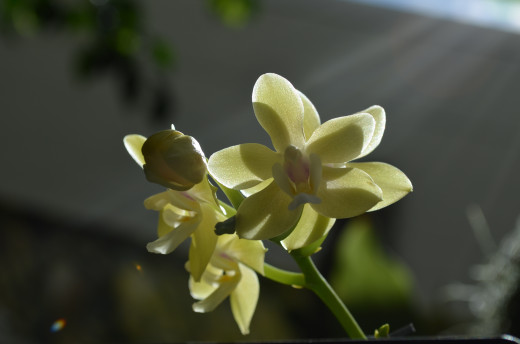 Sunshine on light colored yellow orchids.