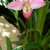 One of my favorite kinds of orchids in the show. This is a pretty pink and yellow orchid, and I think they are so beautiful! One of my favorite kinds of orchids in the show. This is a pretty pink and yellow orchid, and I think they are so beautiful!