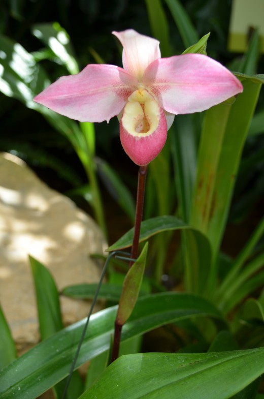 One of my favorite kinds of orchids in the show.  This is a pretty pink and yellow orchid, and I think they are so beautiful!