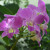 Pretty purple colored orchids. Pretty purple colored orchids.