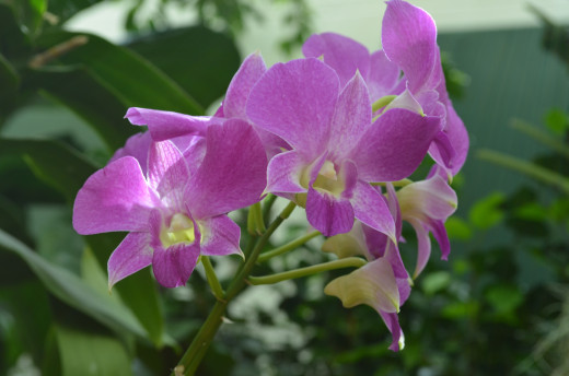Pretty purple colored orchids.