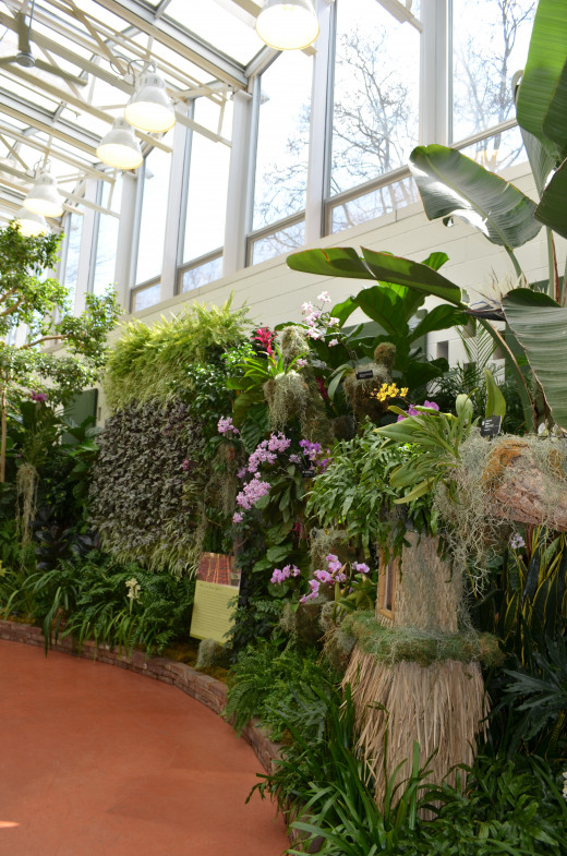 Amazing displays of orchids.  I am always amazed at the incredible job the team does that makes this show happen.