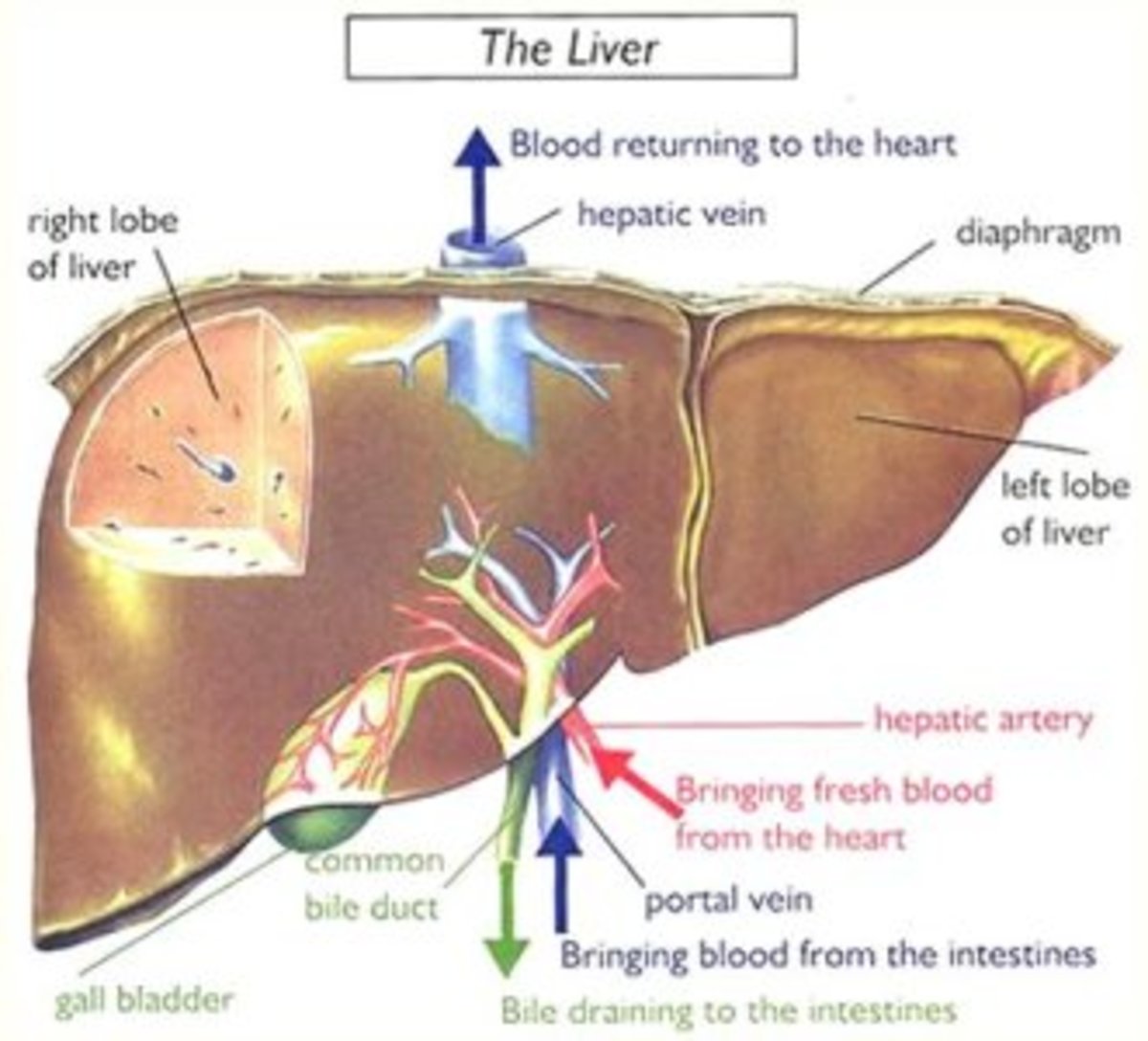 What Is Liver Transplant How And Why It Is Done Hubpages