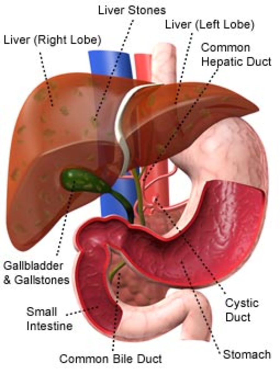 What is Liver Transplant - How and Why it is done? | hubpages