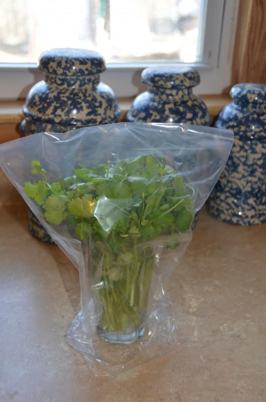 Fresh cilantro can be placed in water, covered with a plastic bag, and stored in the refrigerator.