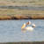 The American White Pelican mate for life