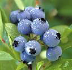 Blueberry a Super Food for Health and Beauty.