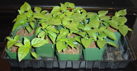 These strong and stocky pepper seedlings were grown under a fluorescent shop light and lightly brushed by hand daily.