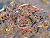 garden worms