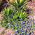 Cactus and Bluebonnets. I love the mix.