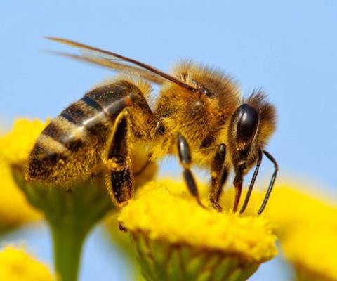 These little creatures havve the potential to help us find cures for cancer and HIV,  but we´re  killing them anyway.