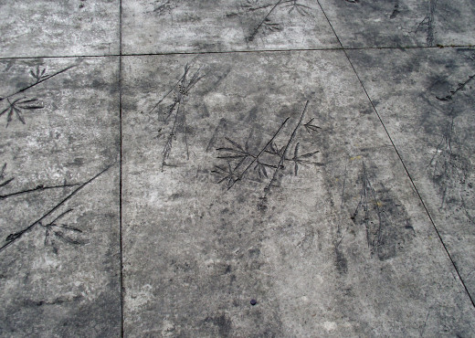 Engravings of plants