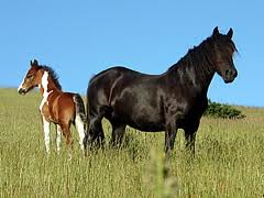 Ponies