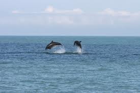 Dolphins out in CardiganBbay.