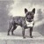 A French Bulldog in 1915. A French Bulldog in 1915.
