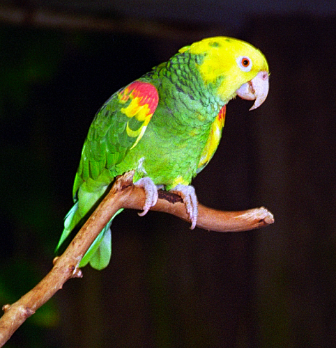 Photo: Double Yellow-Headed Amazon Parrot
