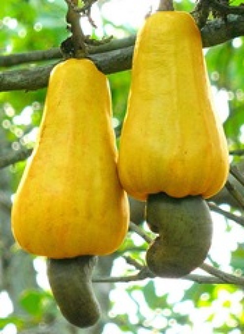 World’s Weirdest Fruits World’s Weirdest Fruits