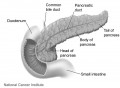 Understanding The Pancreas - An Overview