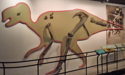 Cast of the first discovered Hadrosaurus bones  on display at the Academy of Natural Sciences, Philadelphia.