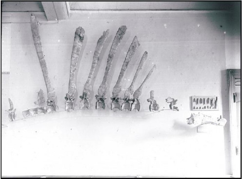 Original Spinosaurus bones destroyed during World War II.