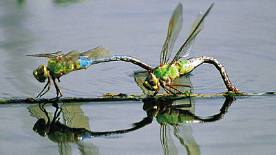 Mating time