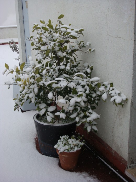 The lemon tree hates snow!  I wonder if he'll pay us back by NOT delivering any fruits!  The little pot is parsley.  Gotta say he didn't like snow at all, no more parsley omelets this season!