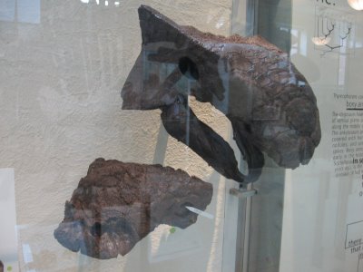 Ankylosaurus skulls at the American Museum of Natural History, New York.