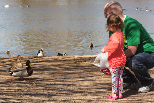 Feeding the ducks