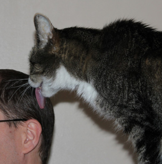 Cat slurping his human's head.