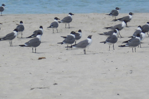 Laughing Gulls