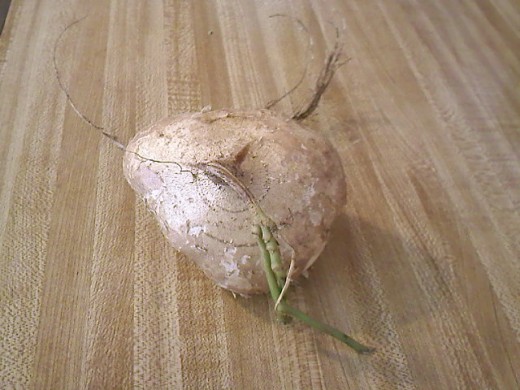 Andlook! The wife even, gave me a free turnip as a thank you since she needed change and I have lots of change in my bag.
