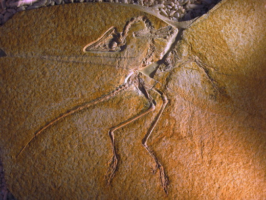 Fossil of Archaeopteryx, the "original bird" discovered in Germany