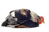 a sick bantam rooster - is this what is imported from unregulated countries?