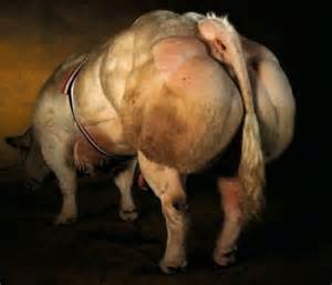 genetically modified cows