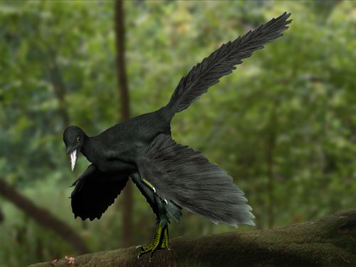 An artist's reconstruction of Archaeopteryx, generally believed to be the transitional fossil between dinosaurs and birds.