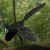 An artist's reconstruction of Archaeopteryx, generally believed to be the transitional fossil between dinosaurs and birds.