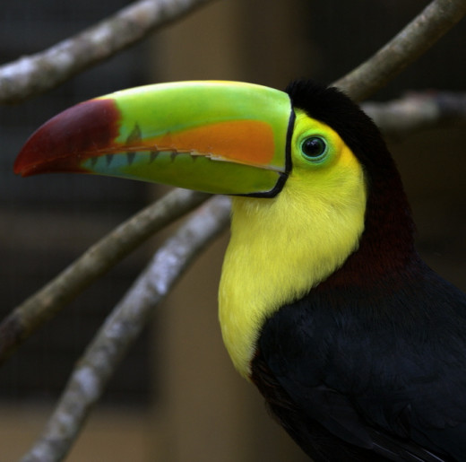 Can this friendly toucan related to the dinosaurs that once roamed the earth?