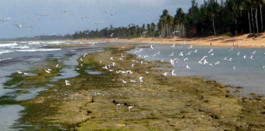 Piñones, Loíza PR