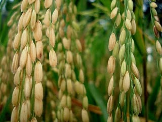 Healthy organic rice around 3 months age.