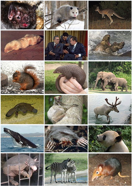 A small selection of the amazing diversity of mammals alive today, including a few very well known mammals in the middle.