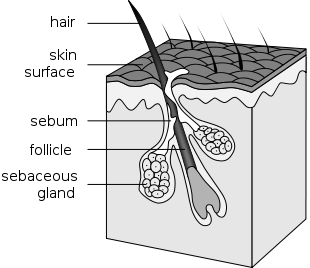 Each hair arises from a pocket in the skin called the follicle. Next to the follicle is an erector muscle that raises or lowers the hair, changing the insulating properties of the coat.