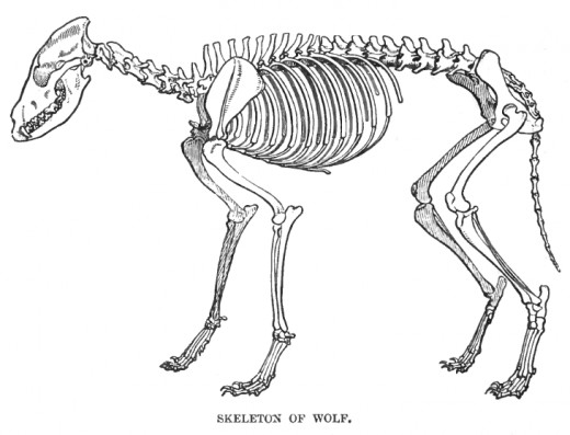 The skeleton of a wolf showing the typical arrangement of a digitigrade leg and foot.