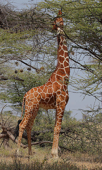 Mammals avoid competing with one another by eating different foods or getting the same food in different ways. For example, the long neck of a giraffe allows it to feed at a height beyond the reach of other herbivores.