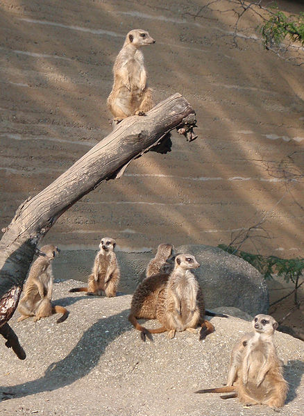Living in a group has several advantages for small mammals, such as these meerkats. For example, there is more chance of spotting predators, the burden of rearing young can be shared, and the territory can be defended collectively.