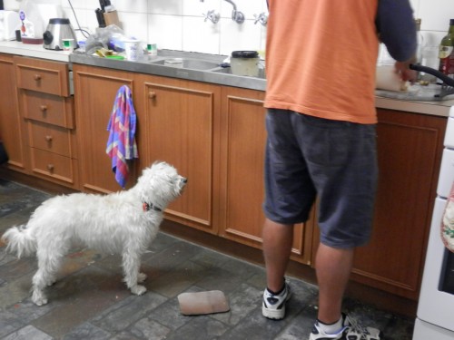 Nellie looking for a Kitchen Snack