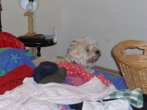 Nellie finds a pile of washing and our bed!