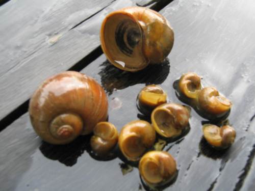 Channeled apple snail (Pomacea canaliculata)