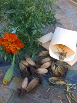 It is easy to save old fashioned marigold seed. Modern, hybrized plants can not be saved. 